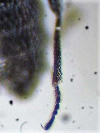 Réf. 297 818 : Stenus fuscicornis